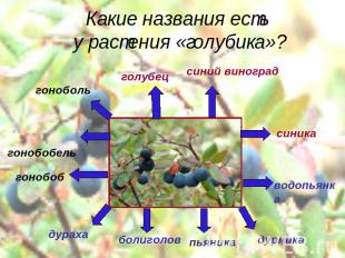 Какие названия есть у растения «голубика»?