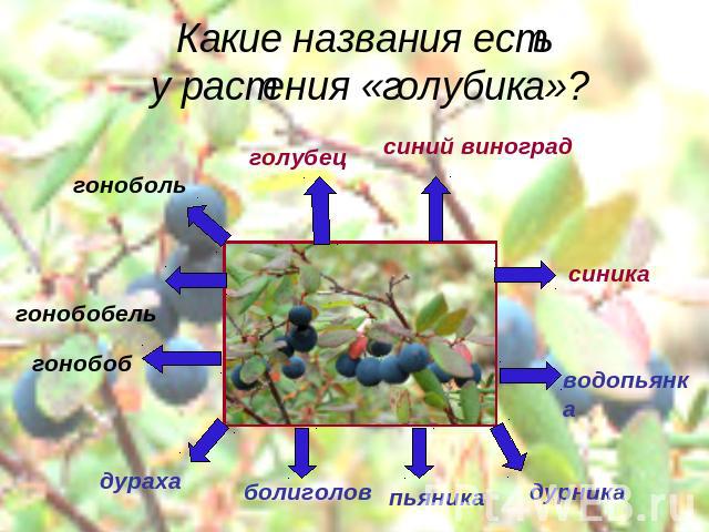 Какие названия есть у растения «голубика»?