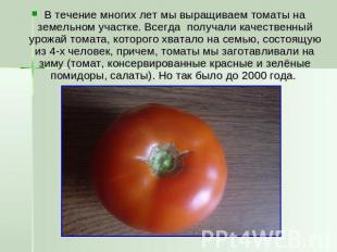 В течение многих лет мы выращиваем томаты на земельном участке. Всегда получали