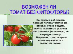 ВОЗМОЖЕН ЛИ ТОМАТ БЕЗ ФИТОФТОРЫ? Во-первых, соблюдать правила полива томатов Во-