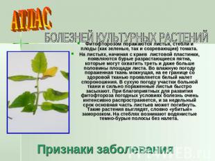 БОЛЕЗНЕЙ КУЛЬТУРНЫХ РАСТЕНИЙ Фитофторозом поражаются листья, стебли и плоды (как
