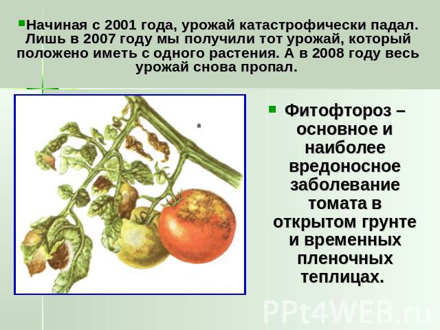 Начиная с 2001 года, урожай катастрофически падал. Лишь в 2007 году мы получили тот урожай, который положено иметь с одного растения. А в 2008 году весь урожай снова пропал. Фитофтороз – основное и наиболее вредоносное заболевание томата в открытом …