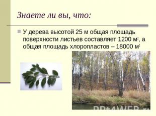 Знаете ли вы, что: У дерева высотой 25 м общая площадь поверхности листьев соста