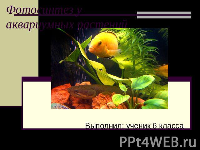 Фотосинтез у аквариумных растенийВыполнил: ученик 6 класса МОУ СОШ №4 Бояркин Антон