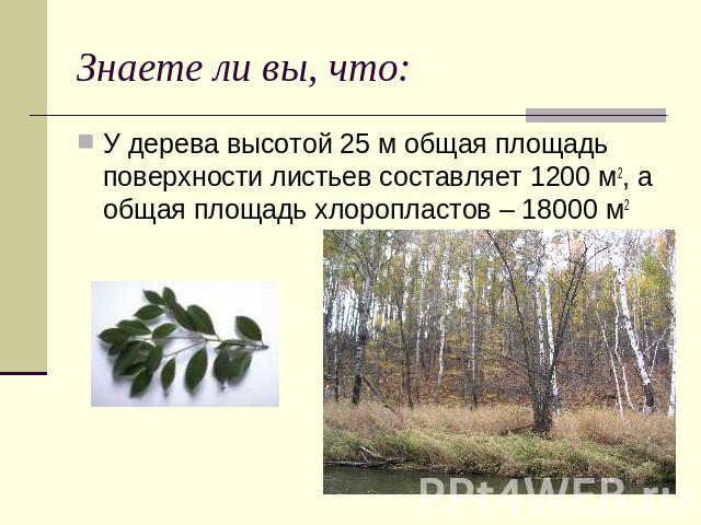 Знаете ли вы, что: У дерева высотой 25 м общая площадь поверхности листьев составляет 1200 м2, а общая площадь хлоропластов – 18000 м2