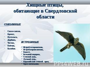 Хищные птицы, обитающие в Свердловской области СОКОЛИНЫЕСокол-сапсан, Кречет, Пу