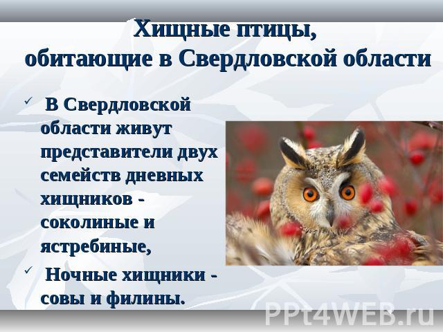 Хищные птицы, обитающие в Свердловской области В Свердловской области живут представители двух семейств дневных хищников - соколиные и ястребиные, Ночные хищники - совы и филины.