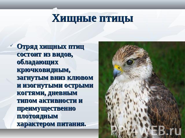 Хищные Птицы Татарстана Фото