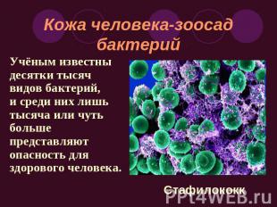 Кожа человека-зоосад бактерий Учёным известны десятки тысяч видов бактерий, и ср