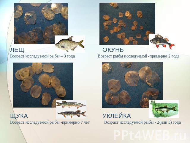 ЛЕЩ ОКУНЬ Возраст исследуемой рыбы – 3 года Возраст рыбы исследуемой -примерно 2 года ЩУКА УКЛЕЙКА Возраст исследуемой рыбы -примерно 7 лет Возраст исследуемой рыбы - 2(или 3) года