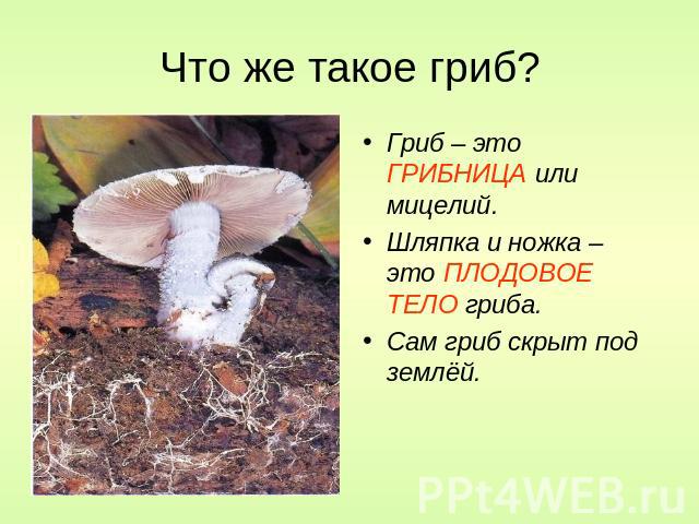 Что же такое гриб? Гриб – это ГРИБНИЦА или мицелий.Шляпка и ножка – это ПЛОДОВОЕ ТЕЛО гриба.Сам гриб скрыт под землёй.