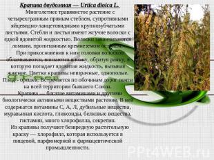 Крапива двудомная — Urtica dioica L. Многолетнее травянистое растение с четырехг