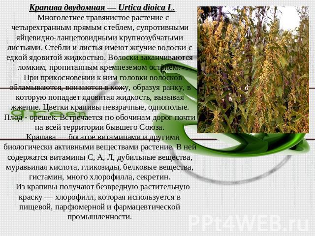 Крапива двудомная — Urtica dioica L. Многолетнее травянистое растение с четырехгранным прямым стеблем, супротивными яйцевидно-ланцетовидными крупнозубчатыми листьями. Стебли и листья имеют жгучие волоски с едкой ядовитой жидкостью. Волоски заканчива…