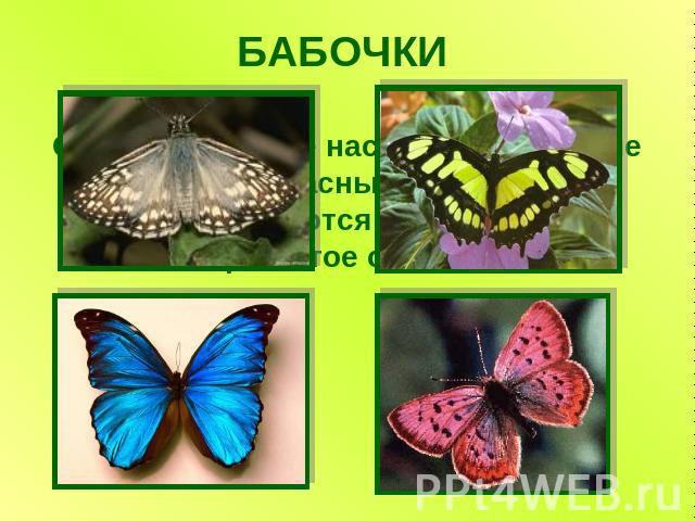 БАБОЧКИСамые красивые насекомые. Хрупкие и прекрасные создания, превращаются из гусеницы в крылатое существо.