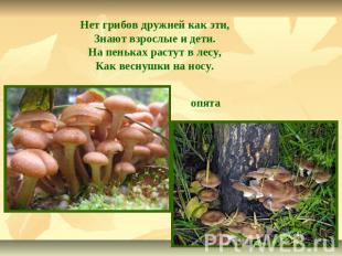 Нет грибов дружней как эти,Знают взрослые и дети.На пеньках растут в лесу,Как ве