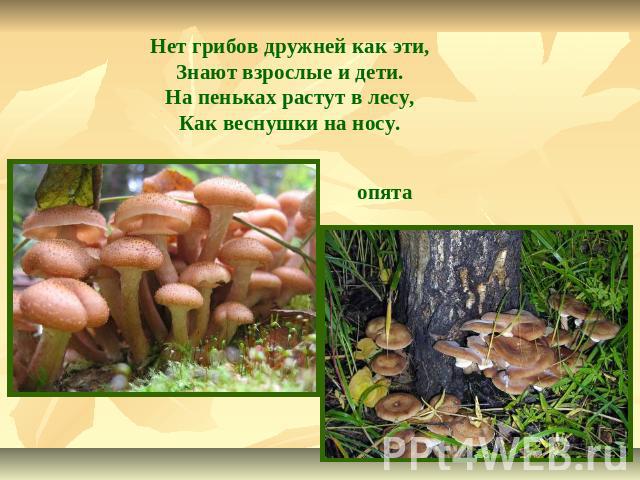 Нет грибов дружней как эти,Знают взрослые и дети.На пеньках растут в лесу,Как веснушки на носу. опята