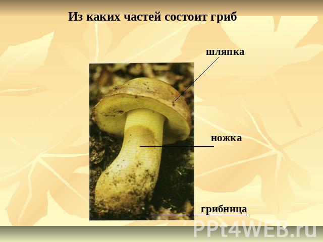 Из каких частей состоит гриб
