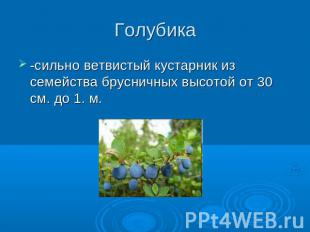 Голубика -сильно ветвистый кустарник из семейства брусничных высотой от 30 см. д