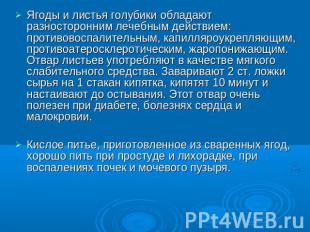 Ягоды и листья голубики обладают разносторонним лечебным действием: противовоспа