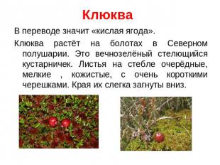 Клюква В переводе значит «кислая ягода».Клюква растёт на болотах в Северном полу