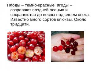 Плоды – тёмно-красные ягоды – созревают поздней осенью и сохраняются до весны по