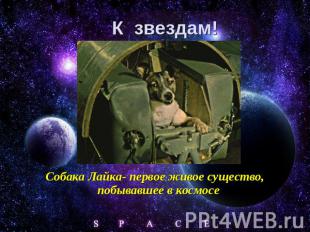 К звездам! Собака Лайка- первое живое существо, побывавшее в космосе