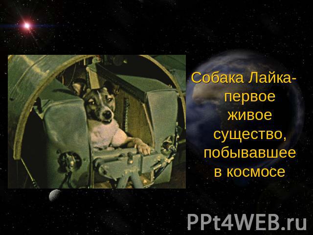 Собака Лайка- первое живое существо, побывавшее в космосе
