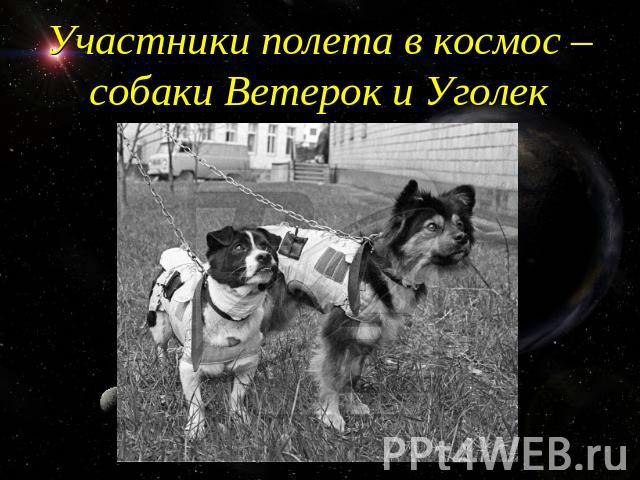 Участники полета в космос – собаки Ветерок и Уголек