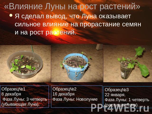 «Влияние Луны на рост растений» Я сделал вывод, что Луна оказывает сильное влияние на прорастание семян и на рост растений.