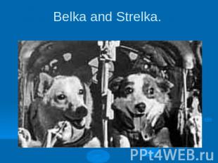 Belka and Strelka.