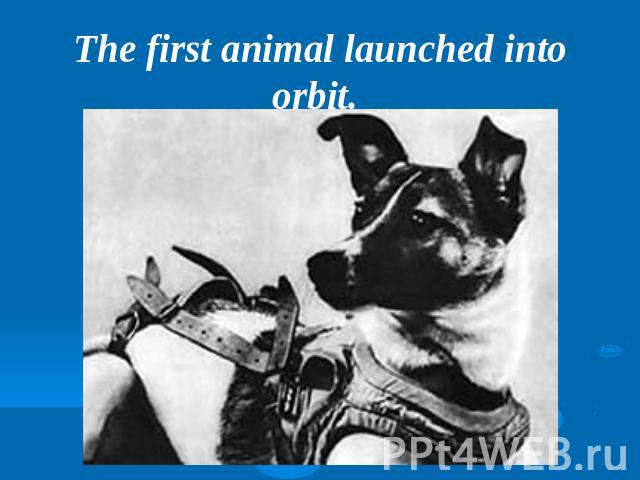 The first animal launched into orbit.