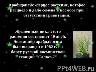 Арабидопсис -первое растение, которое расцвело и дало семена в космосе при отсут