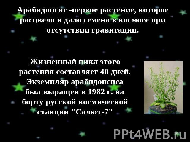 Арабидопсис -первое растение, которое расцвело и дало семена в космосе при отсутствии гравитации. Жизненный цикл этого растения составляет 40 дней. Экземпляр арабидопсиса был выращен в 1982 г. на борту русской космической станции 
