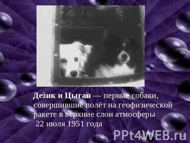 Дезик и Цыган — первые собаки, совершившие полёт на геофизической ракете в верхние слои атмосферы 22 июля 1951 года