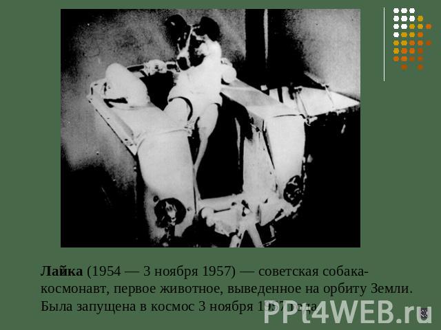 Лайка (1954 — 3 ноября 1957) — советская собака-космонавт, первое животное, выведенное на орбиту Земли. Была запущена в космос 3 ноября 1957 года