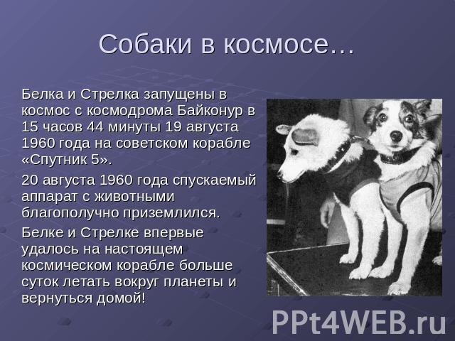 Собаки в космосе… Белка и Стрелка запущены в космос с космодрома Байконур в 15 часов 44 минуты 19 августа 1960 года на советском корабле «Спутник 5». 20 августа 1960 года спускаемый аппарат с животными благополучно приземлился. Белке и Стрелке вперв…