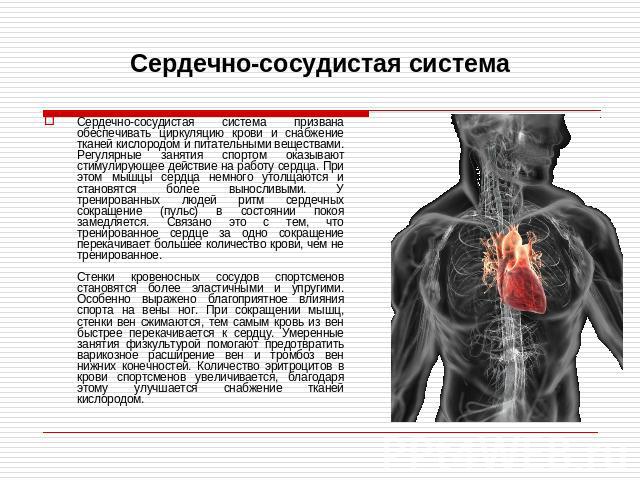 Сердечно-сосудистая система Сердечно-сосудистая система призвана обеспечивать циркуляцию крови и снабжение тканей кислородом и питательными веществами. Регулярные занятия спортом оказывают стимулирующее действие на работу сердца. При этом мышцы серд…