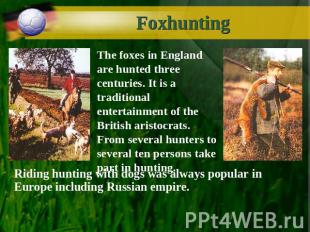 Foxhunting The foxes in England are hunted three centuries. It is a traditional