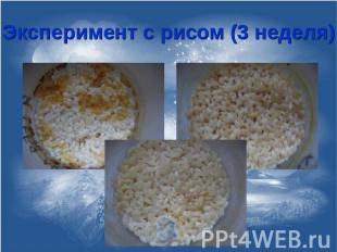 Эксперимент с рисом (3 неделя)