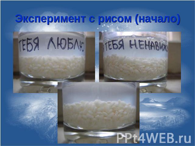 Эксперимент с рисом (начало)
