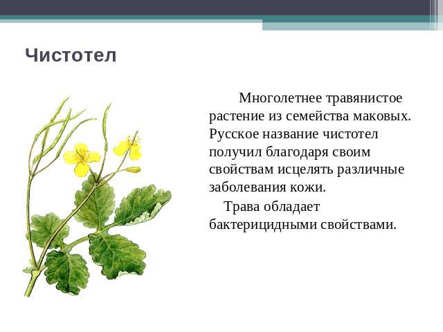 Чистотел Многолетнее травянистое растение из семейства маковых. Русское название чистотел получил благодаря своим свойствам исцелять различные заболевания кожи. Трава обладает бактерицидными свойствами.