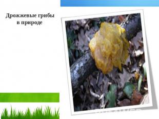 Дрожжевые грибы в природе