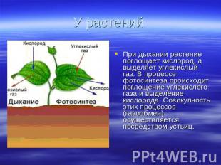 У растений При дыхании растение поглощает кислород, а выделяет углекислый газ. В