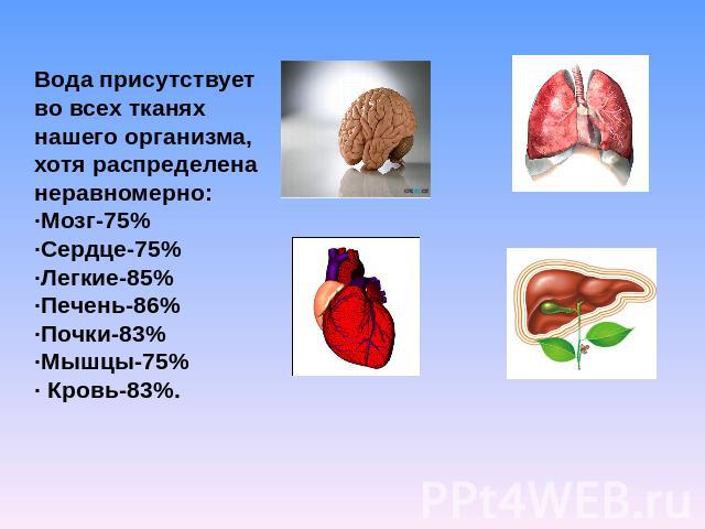 Вода присутствует во всех тканях нашего организма, хотя распределена неравномерно:·Мозг-75%·Сердце-75%·Легкие-85%·Печень-86%·Почки-83%·Мышцы-75%· Кровь-83%.