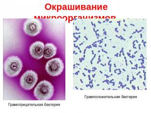 Окрашивание микроорганизмов. Грамотрицательная бактерия Грамположительная бактер