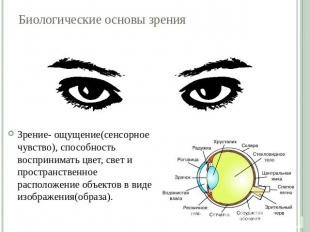 Биологические основы зрения Зрение- ощущение(сенсорное чувство), способность вос
