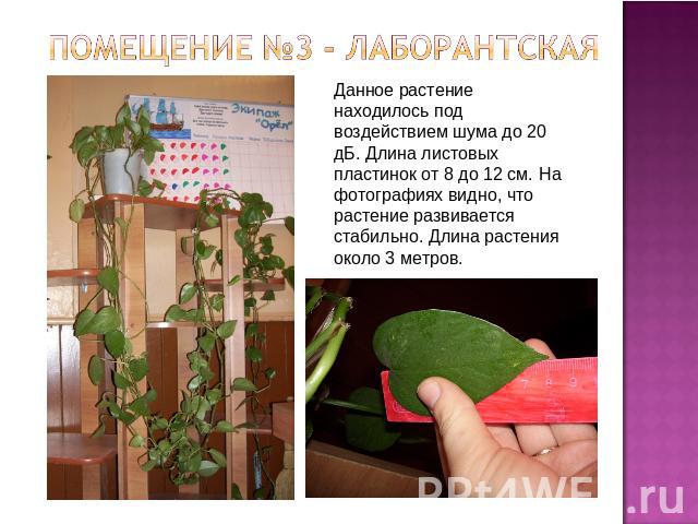 Помещение №3 - Лаборантская Данное растение находилось под воздействием шума до 20 дБ. Длина листовых пластинок от 8 до 12 см. На фотографиях видно, что растение развивается стабильно. Длина растения около 3 метров.