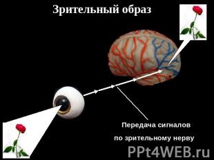 Зрительный образ Передача сигналовпо зрительному нерву