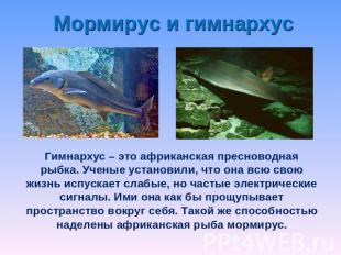 Мормирус и гимнархус Гимнархус – это африканская пресноводная рыбка. Ученые уста