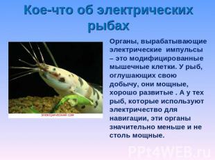 Кое-что об электрических рыбах Органы, вырабатывающие электрические импульсы – э